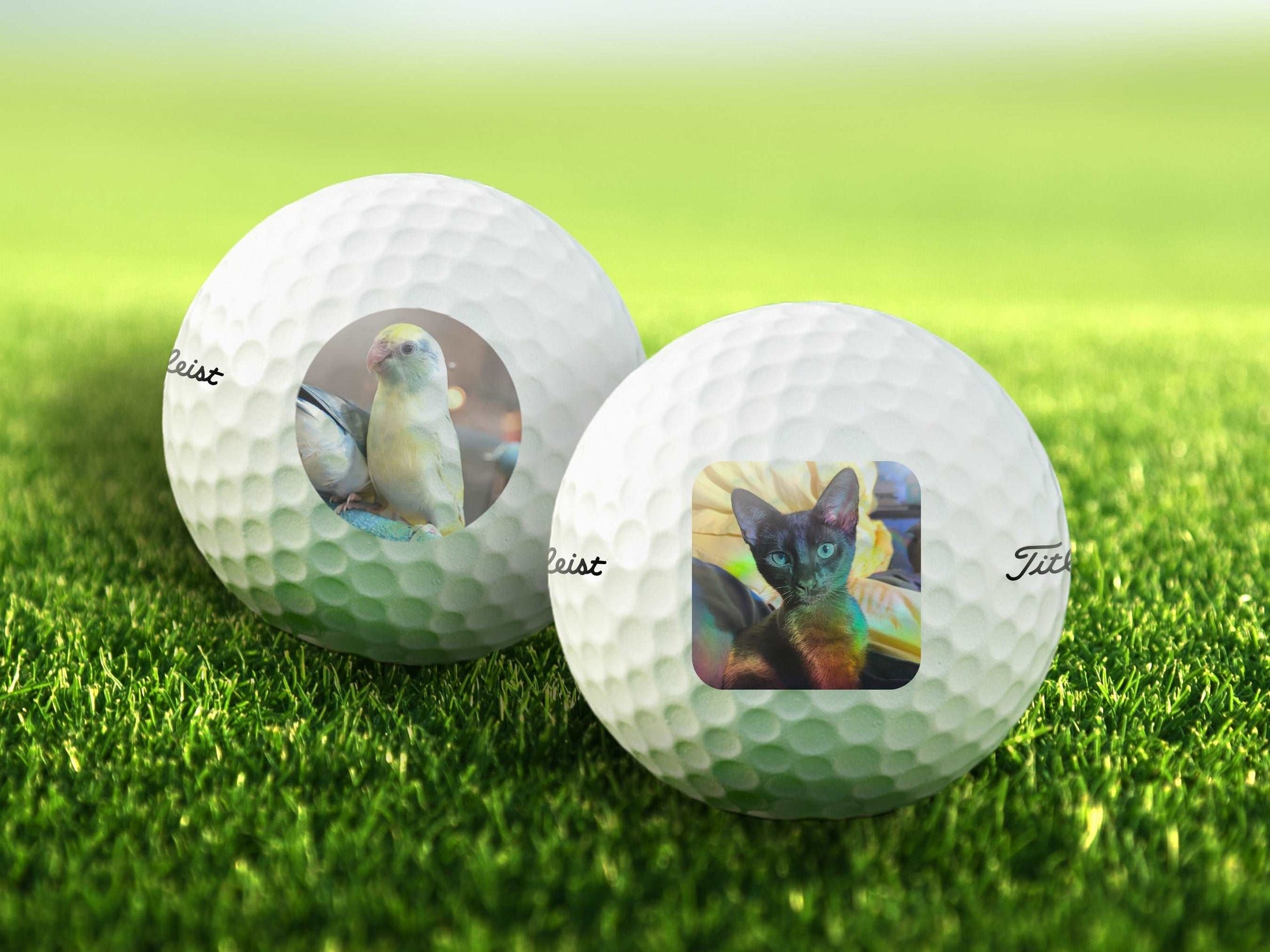 Add Your Pet Photo Golf Balls