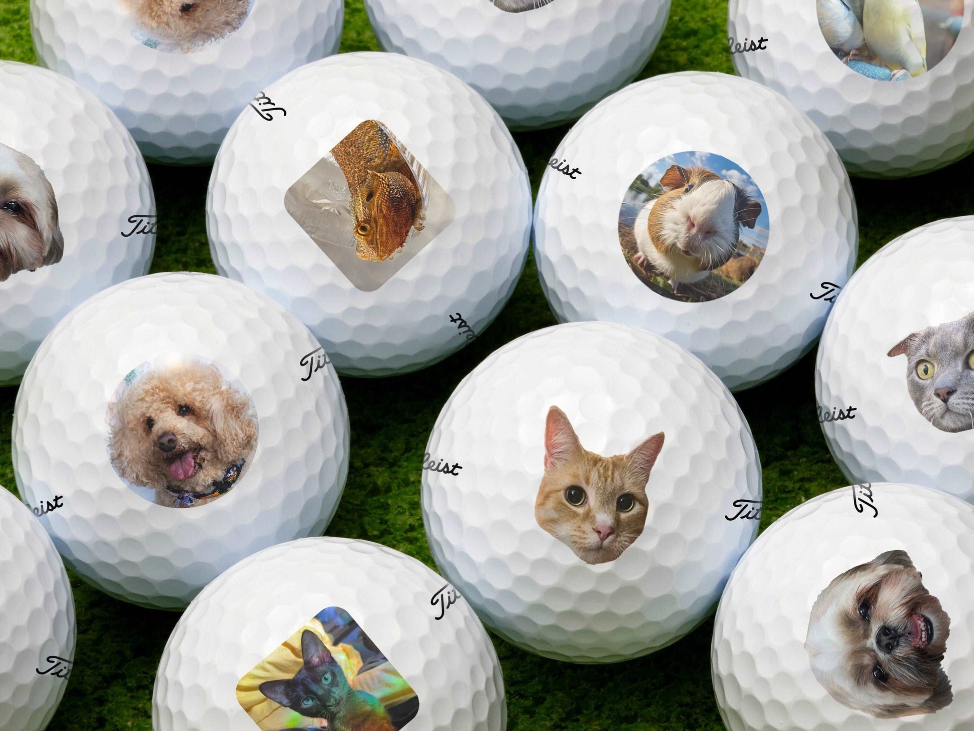 Add Your Pet Photo Golf Balls